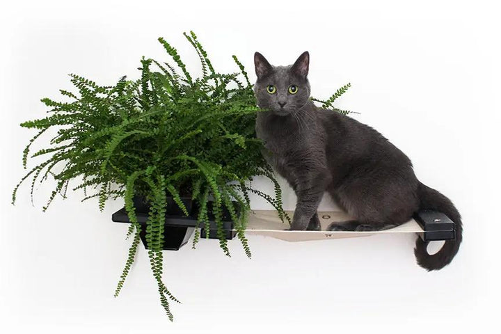 Cat Hammock Wall with Planter by Catastrophic Creations, gray cat on wooden shelf with green fern.