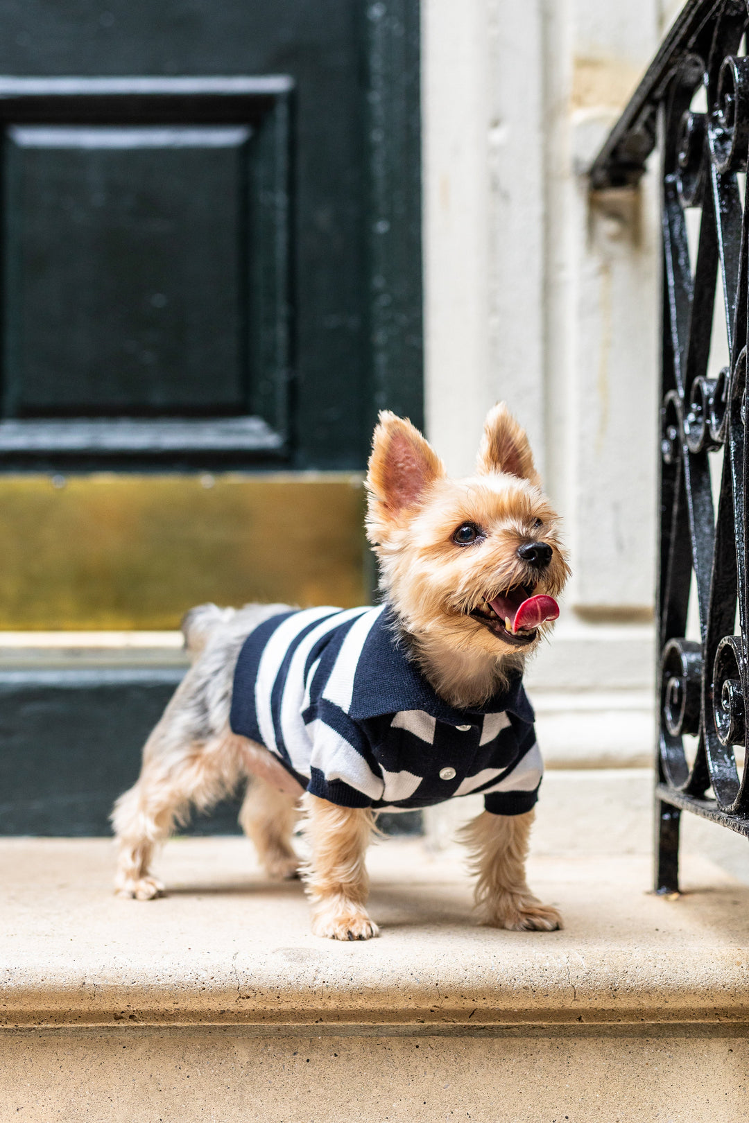 Bespoke Paws Gene Cashmere Blend Dog Polo