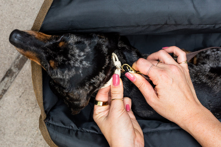 Bespoke Paws Daily Carrier, Packable Pet Carrier