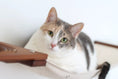 Load image into Gallery viewer, Cat Maze Wall - 3 Tier Cat Tree cat condo with beige fabric hammock and wooden mount
