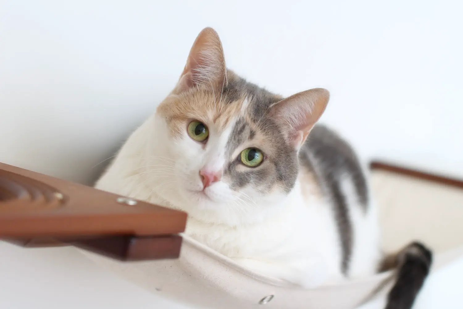 Cat Maze Wall - 3 Tier Cat Tree cat condo with beige fabric hammock and wooden mount