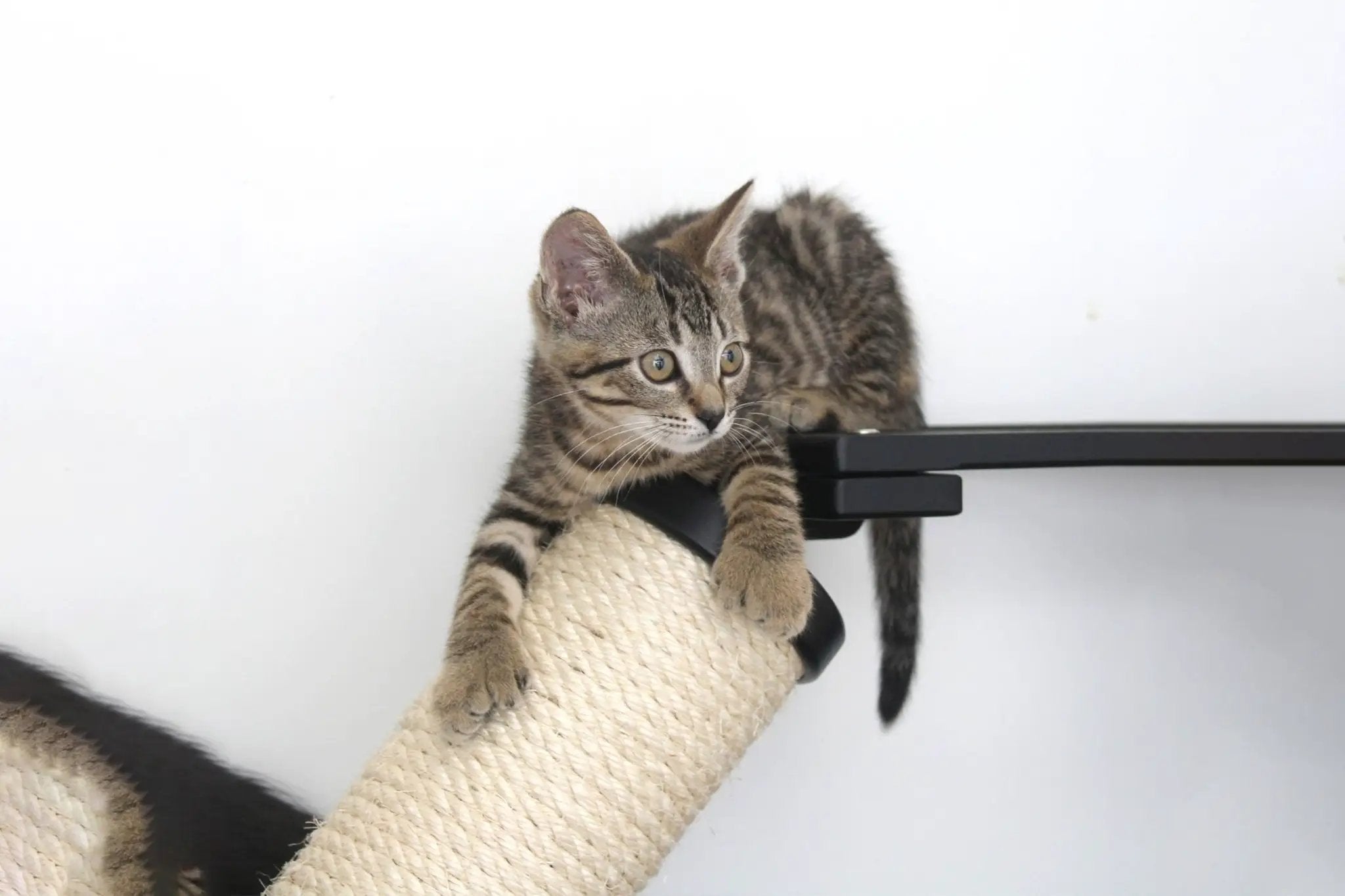 The Crossroads Cat Wall Scratcher Tree with Ramp by Catastrophic Creations; beige rope scratching post with tabby kitten