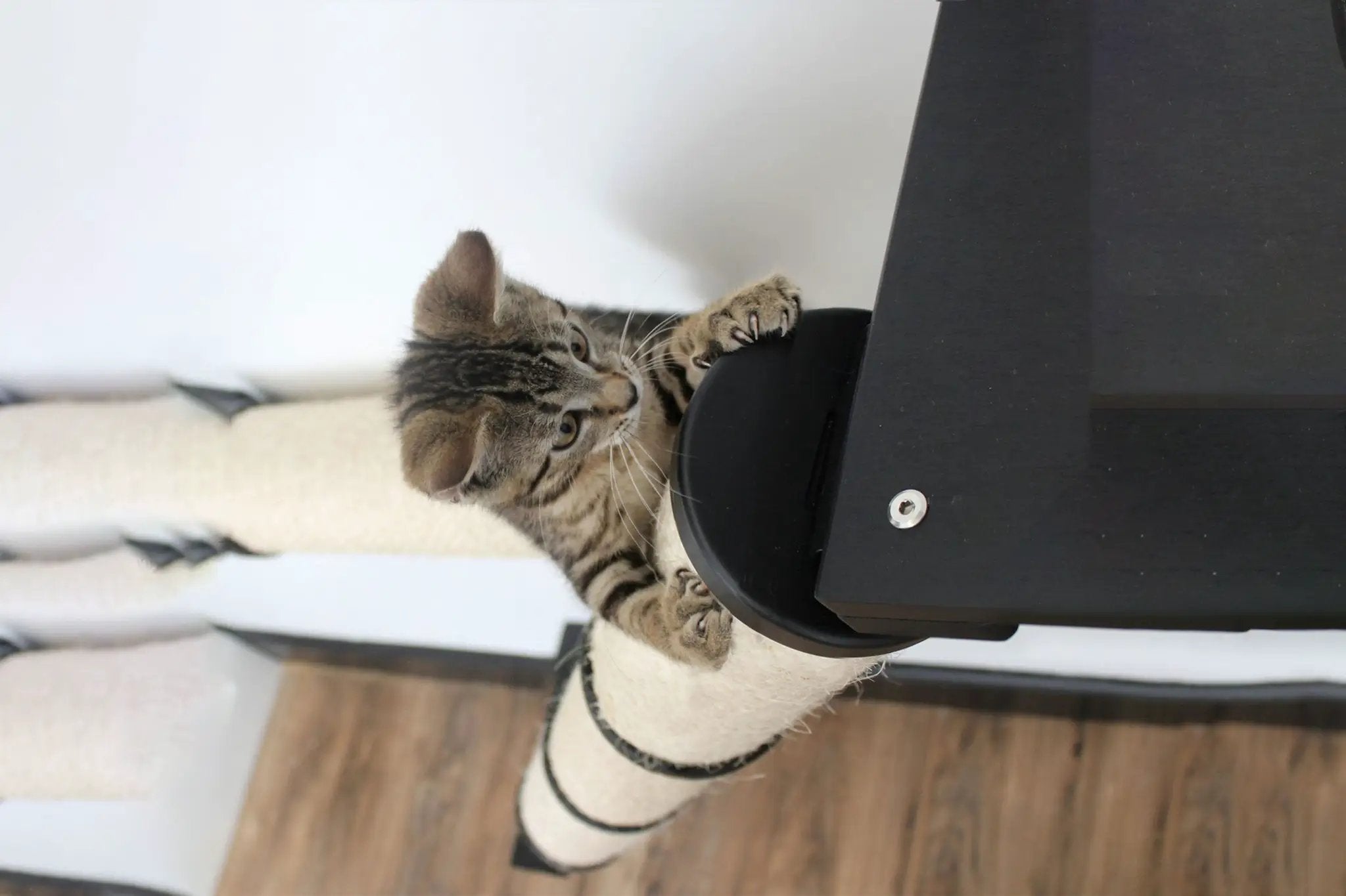 Cat wall scratcher condo by Catastrophic Creations, The Crossroads Cat Tree with Ramp, black finish.
