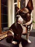Load image into Gallery viewer, The ''Bijou'' harness Black & Orange Small to Medium Size - Pet Collars & Harnesses from Bestia Dog Gear

