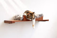 Load image into Gallery viewer, The Cat Nest Bed by Catastrophic Creations on a wooden cat shelf with faux fur cushion, cat lounging.
