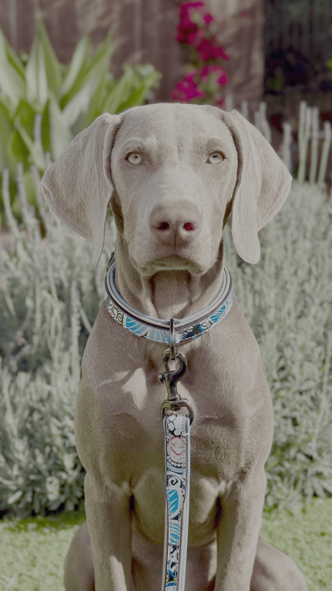 Halter Ego Blossom Leather Dog Leash on a dog