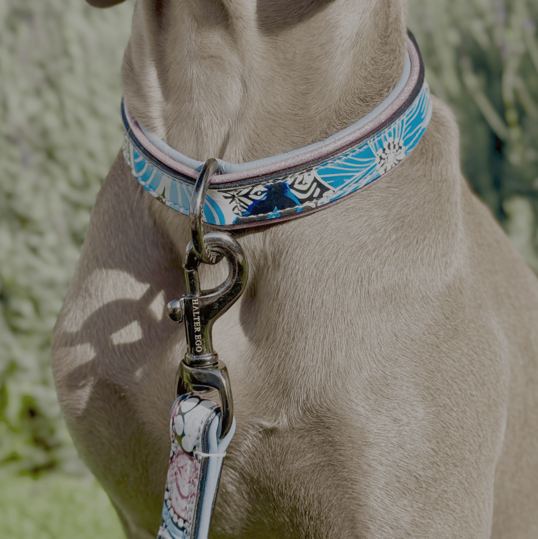 Halter Ego Blossom Leather Dog Leash on a dog