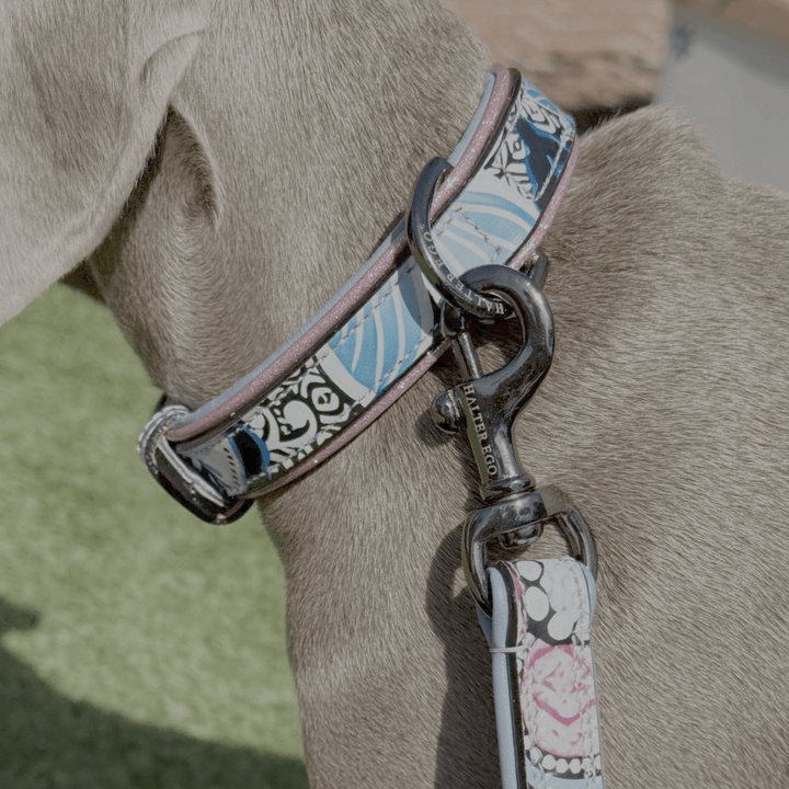 Halter Ego Blossom Leather Dog Collar on a dog