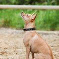 Load image into Gallery viewer, Halter Ego Black Leather Safari Dog Collar Leopard Print Topaz Rivets by Halter Ego®
