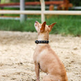 Load image into Gallery viewer, Halter Ego Black Leather Safari Dog Collar Leopard Print Topaz Rivets by Halter Ego®
