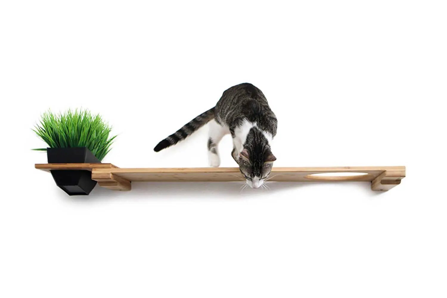 Cat Plant Stand for Wall; wooden wall-mounted cat perch with a green plant and a cat on the shelf.