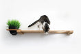 Load image into Gallery viewer, Cat Plant Stand for Wall; wooden cat shelf with a black geometric planter and a cat perched.
