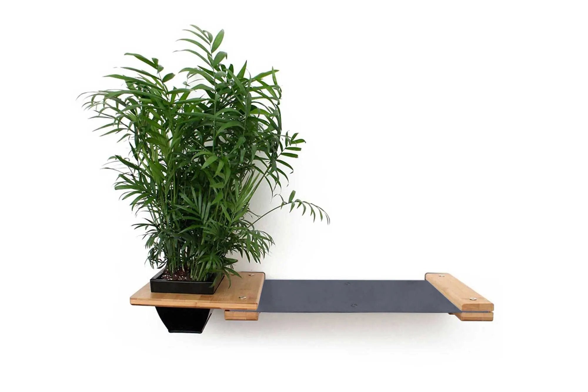 Cat Hammock Wall with Planter wooden platform with black hammock and green leafy plant