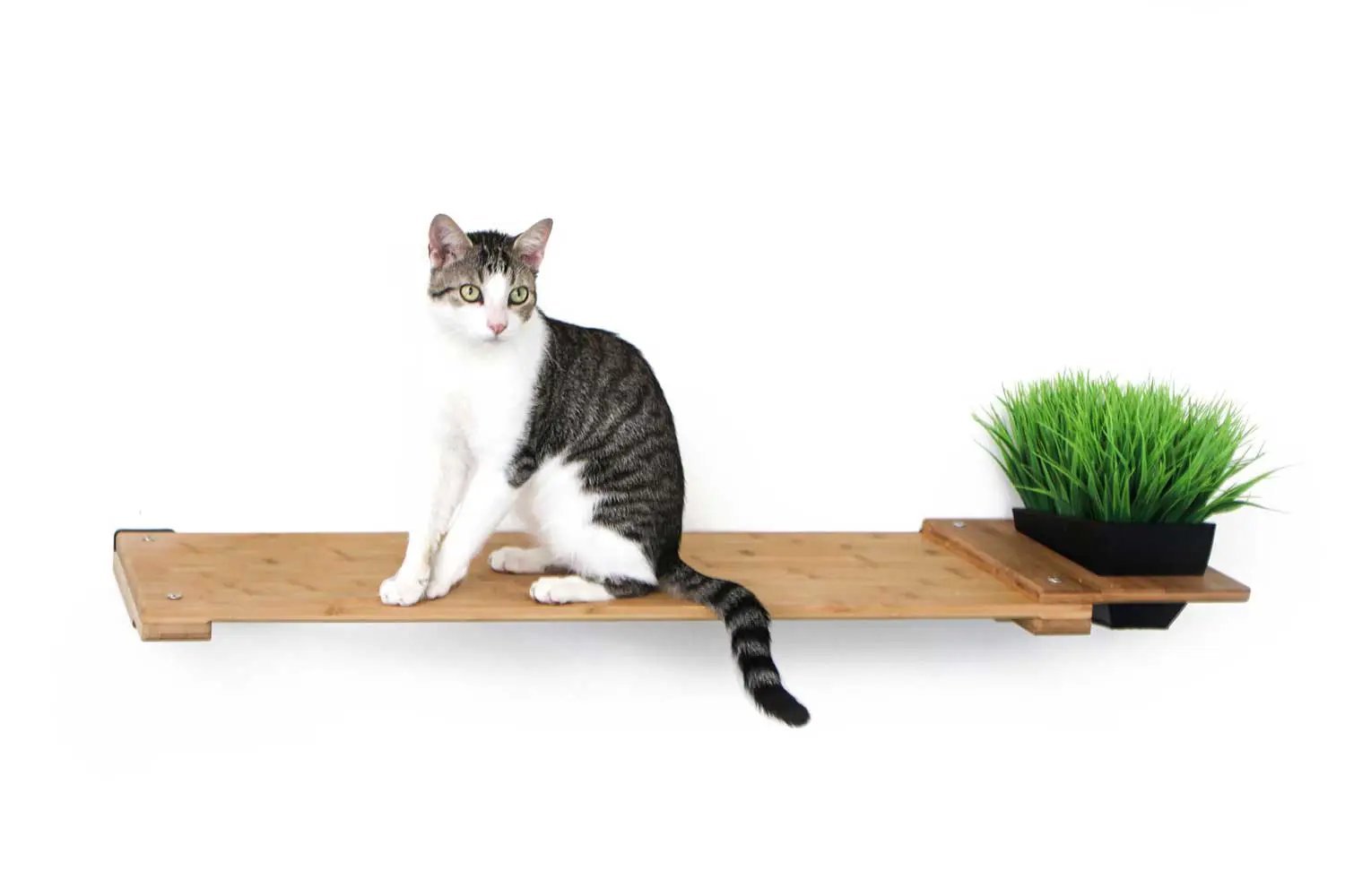 Cat Plant Stand for Wall cat shelf by Catastrophic Creations, natural wood with a green plant