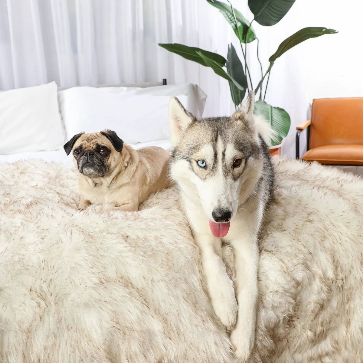 PupProtector Waterproof Dog Throw Blanket by Paw.com; white with brown accents.