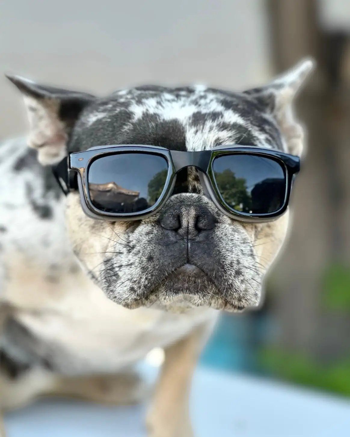 Eye Defenders Pet Safety Goggles For Small And Medium Dogs Or Cats With Uv400 Lenses And Soft Touch Rubber Shields by kiloninerpets