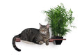 Load image into Gallery viewer, Cat Hammock Wall with Planter by Catastrophic Creations; brown wooden shelf with green plant and a lounging tabby cat
