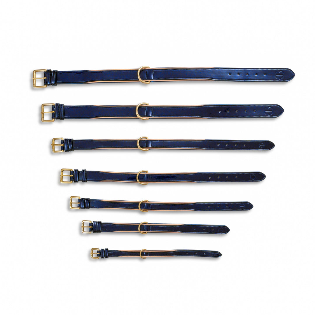 Halter Ego Revolution Blue Patent Leather Dog Collar shown in every size, XS to 3XL