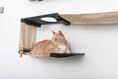 Bild in Galerie-Betrachter laden, The Roman wall-mounted cat condo with beige fabric hammock and black platforms, orange tabby lounging.
