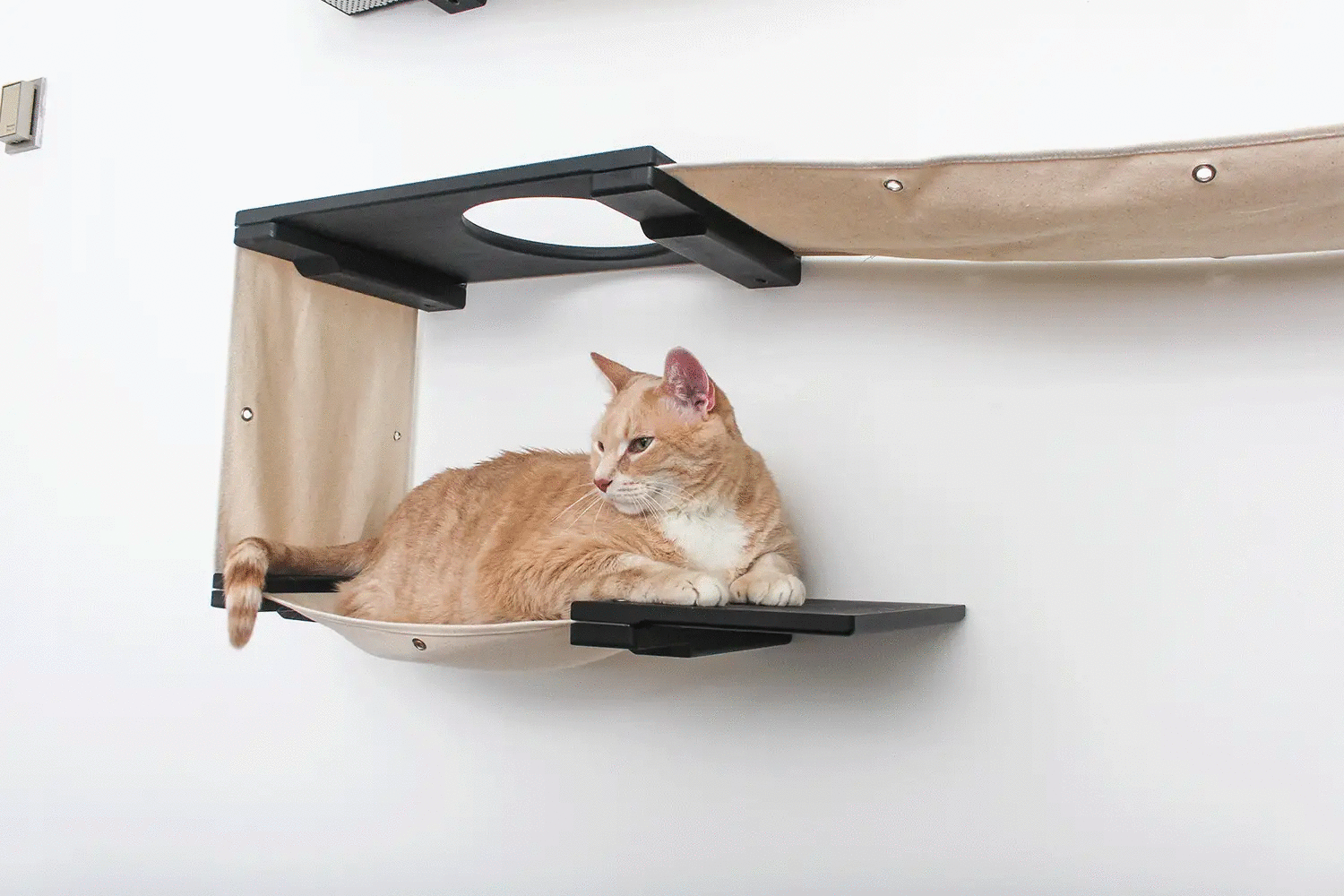 The Roman wall-mounted cat condo with beige fabric hammock and black platforms, orange tabby lounging.