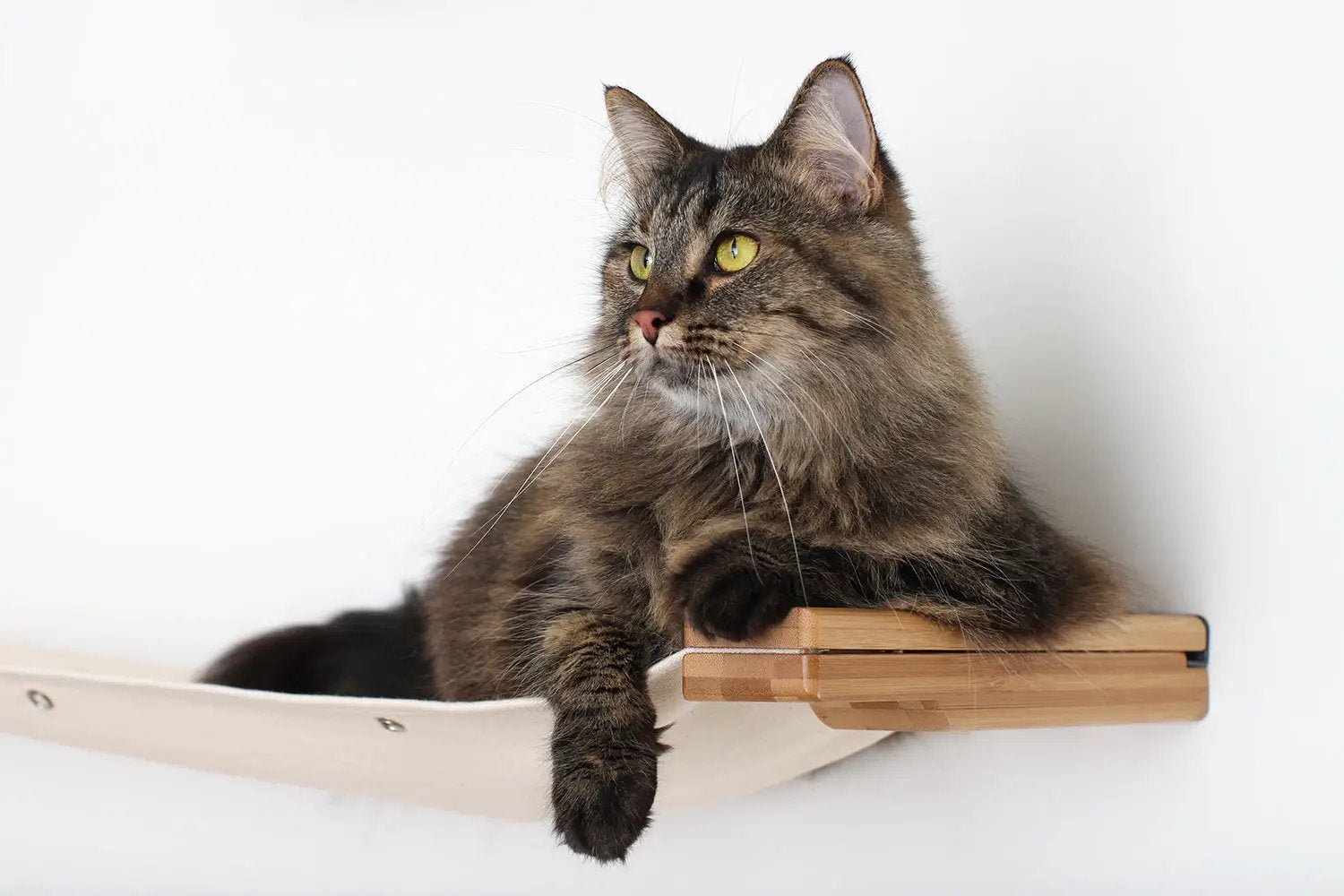 The Roman wall-mounted Cat Condo by Catastrophic Creations in natural wood with beige fabric hammock and a lounging cat.