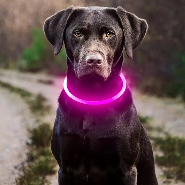 Dog wearing pink LED collar