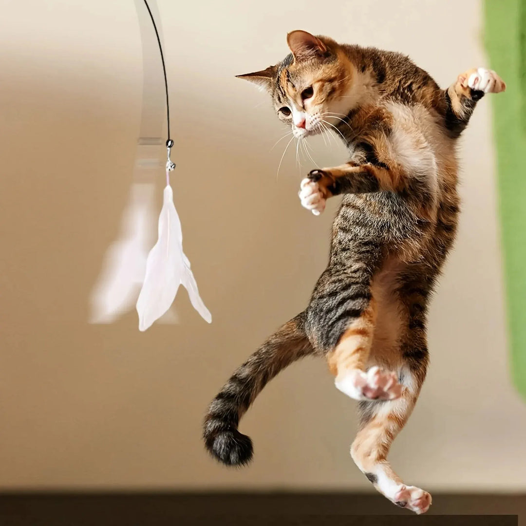 Cat reaching for white feather lure