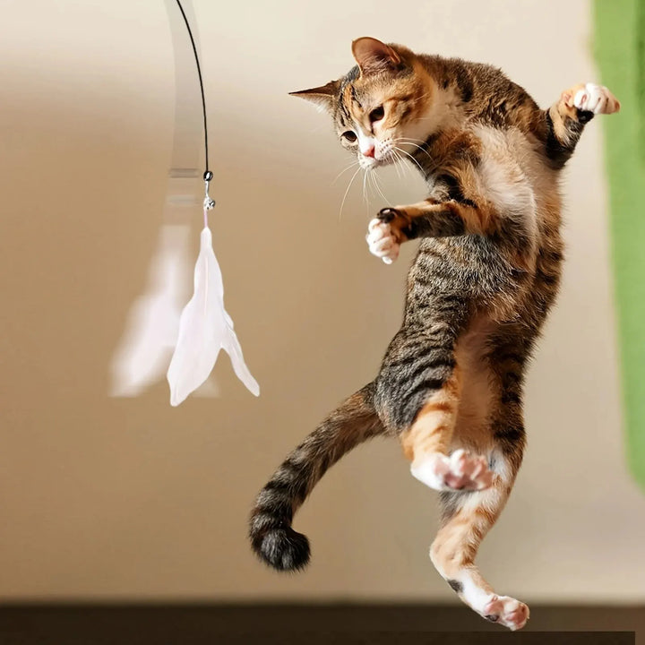 Cat reaching for white feather lure