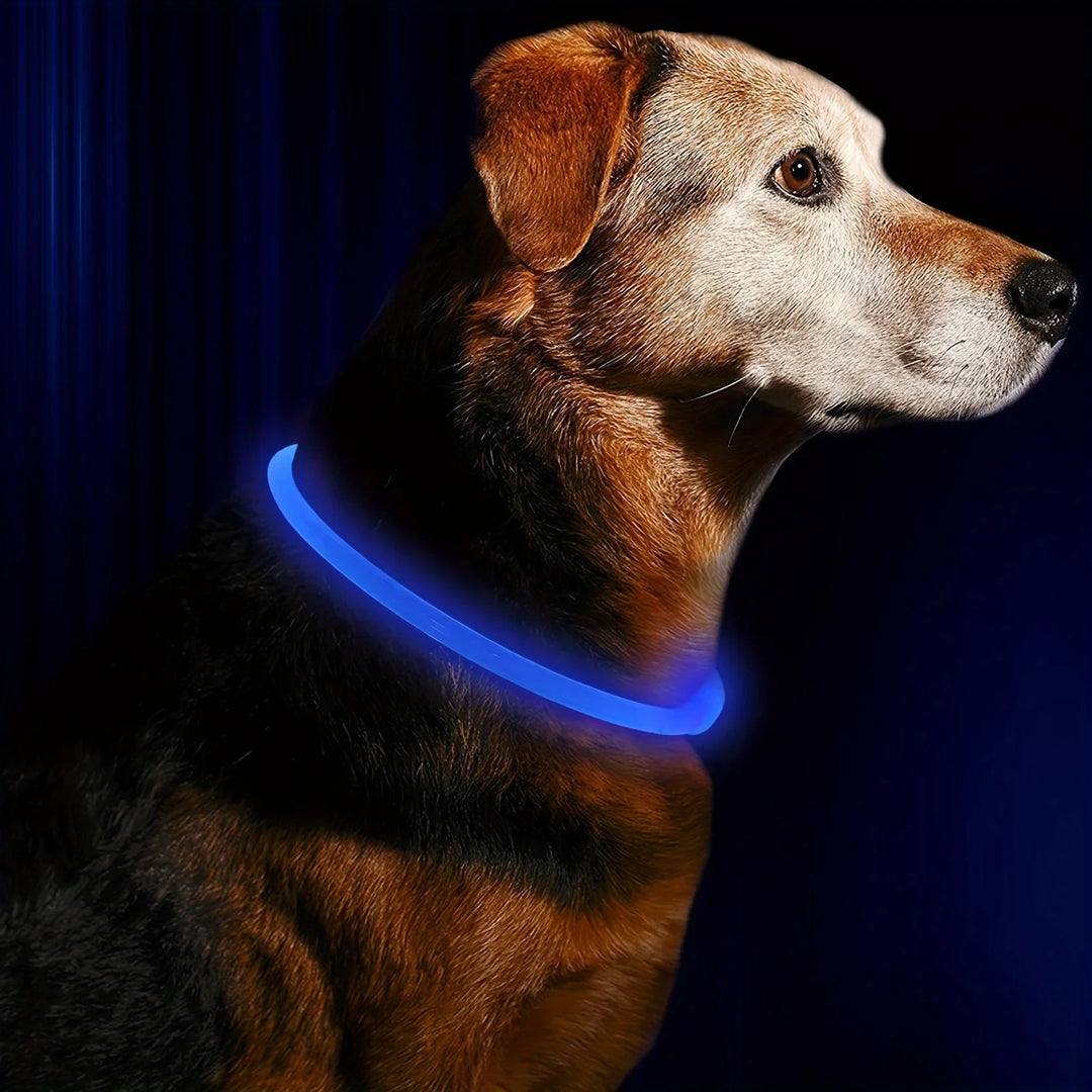 Dog wearing blue LED collar