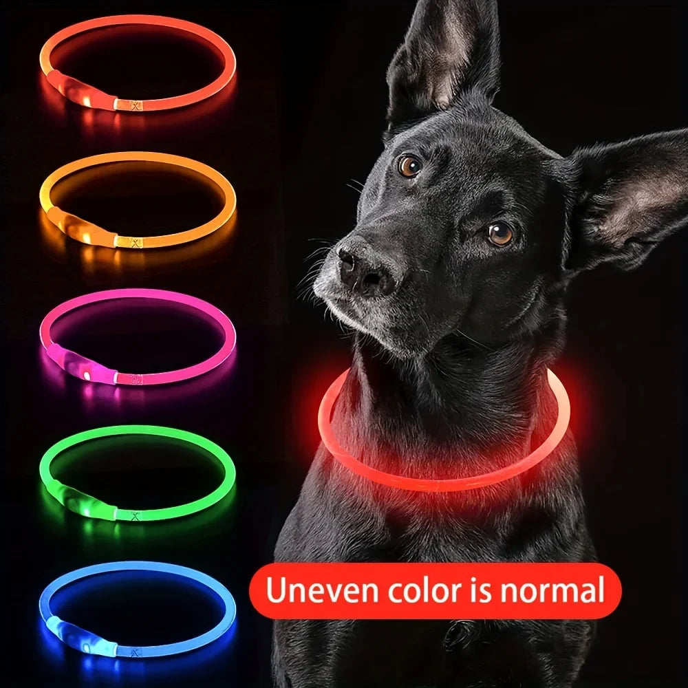 LED collar color examples beside a dog