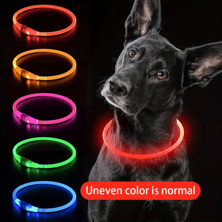 LED collar color examples beside a dog