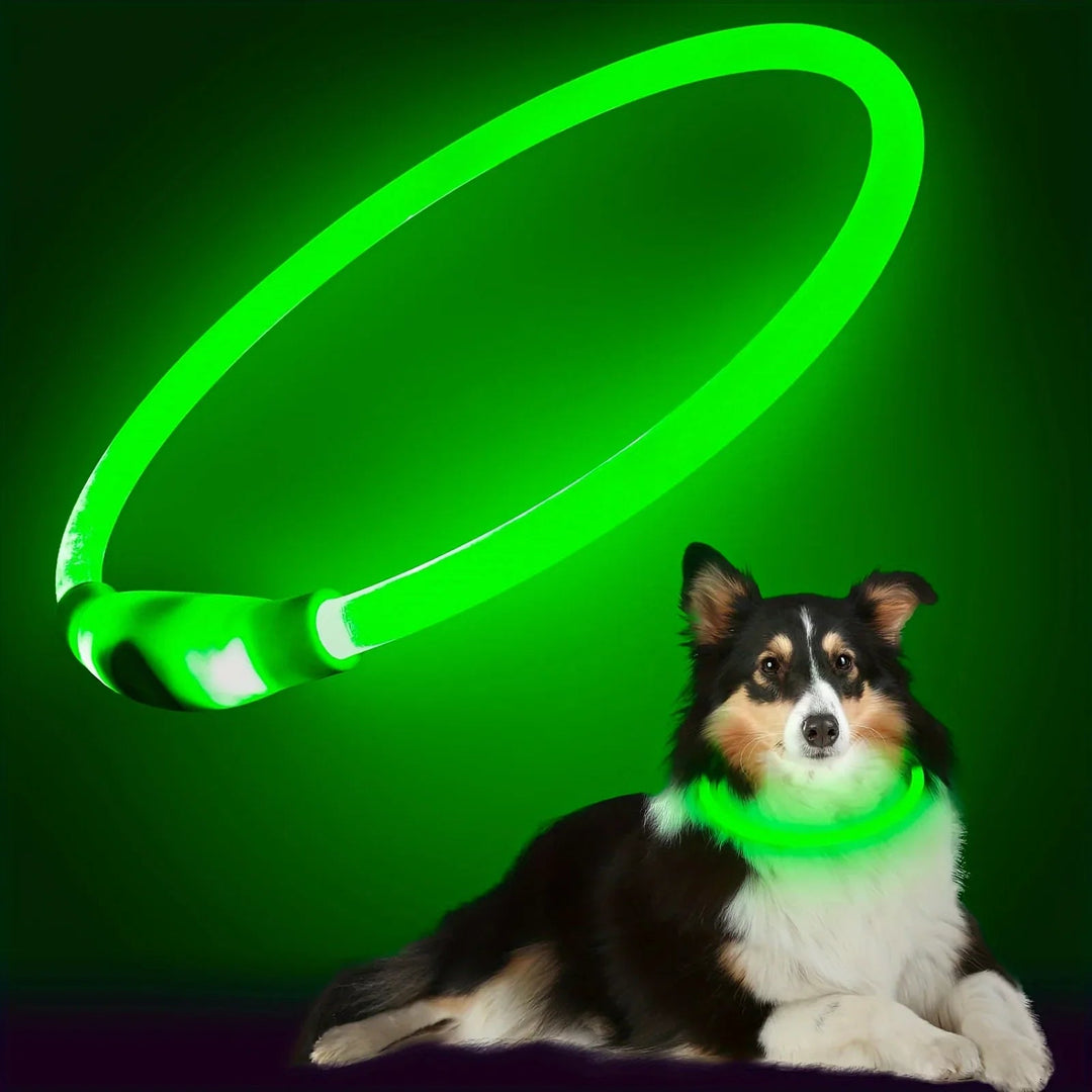 Dog wearing green LED collar