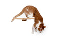 Bild in Galerie-Betrachter laden, Cat perch wall-mounted wooden shelf; brown-and-white cat resting on natural wood.
