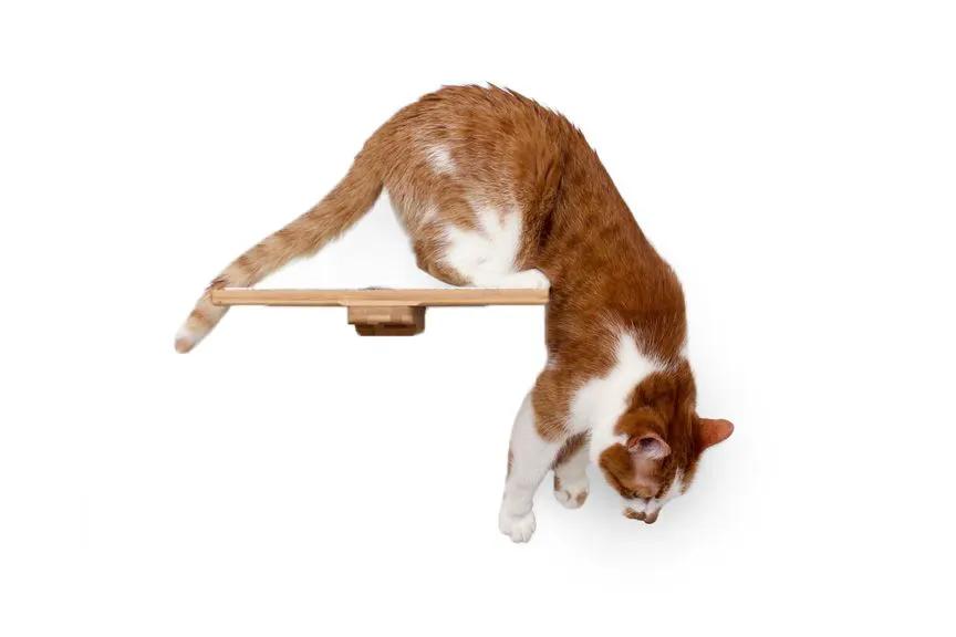 Cat perch wall-mounted wooden shelf; brown-and-white cat resting on natural wood.