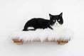 Load image into Gallery viewer, The Cat Nest Bed on a wooden cat shelf, black and white cat lounging on fluffy white cushion.

