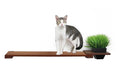 Load image into Gallery viewer, Cat Plant Stand for Wall, wooden wall-mounted cat perch with planter
