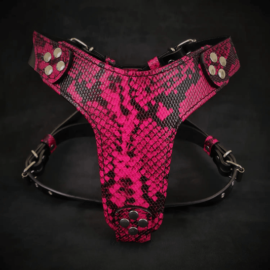 The ''Rock Python'' harness Small to Medium Size - Pet Collars & Harnesses from Bestia Dog Gear