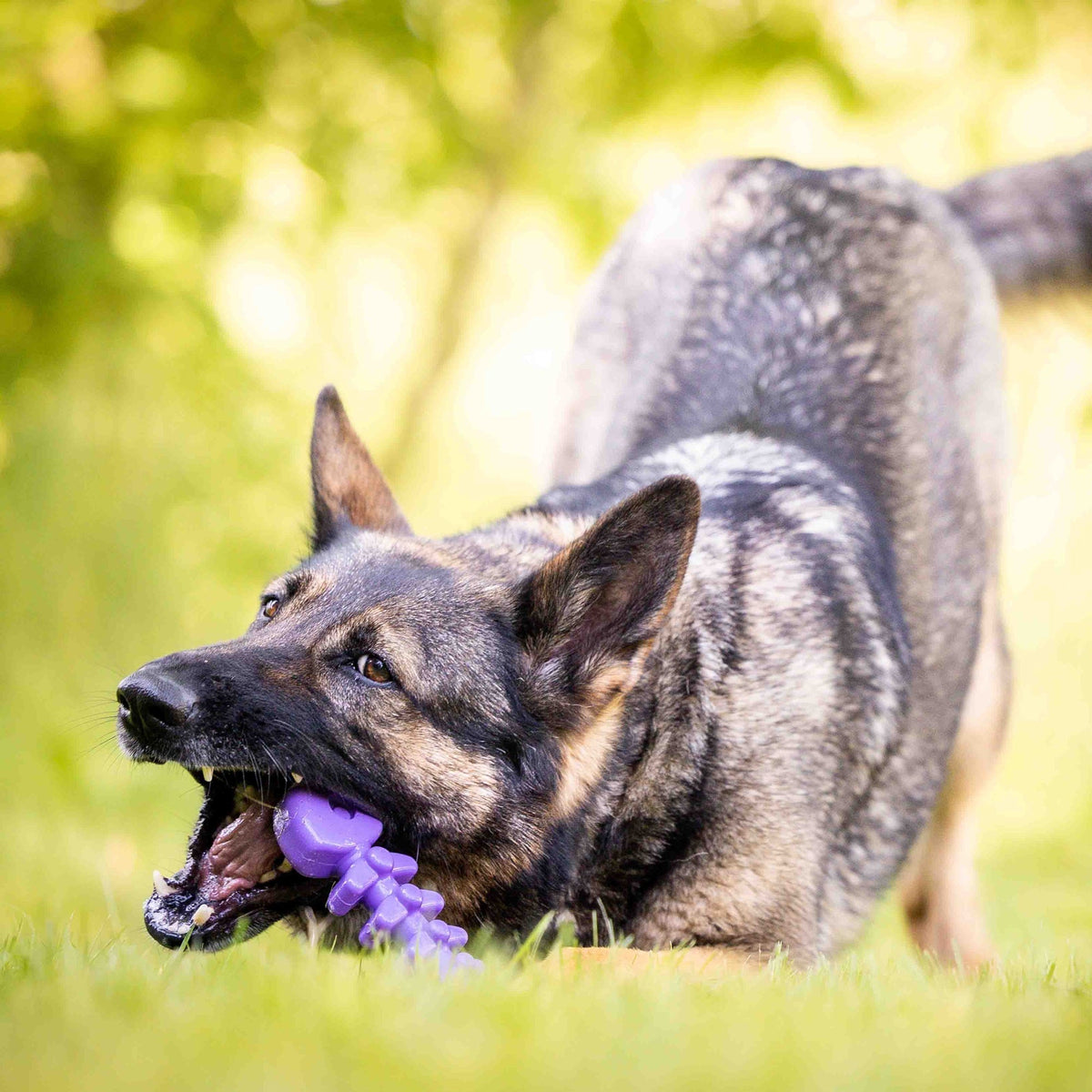 SodaPup Fish Bone nylon dog chew toy in purple and brown, view 2