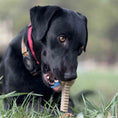 Load image into Gallery viewer, Honey Bone Dental Flower Tower - Indestructible Nylon Dog Chew Toy XL | USA
