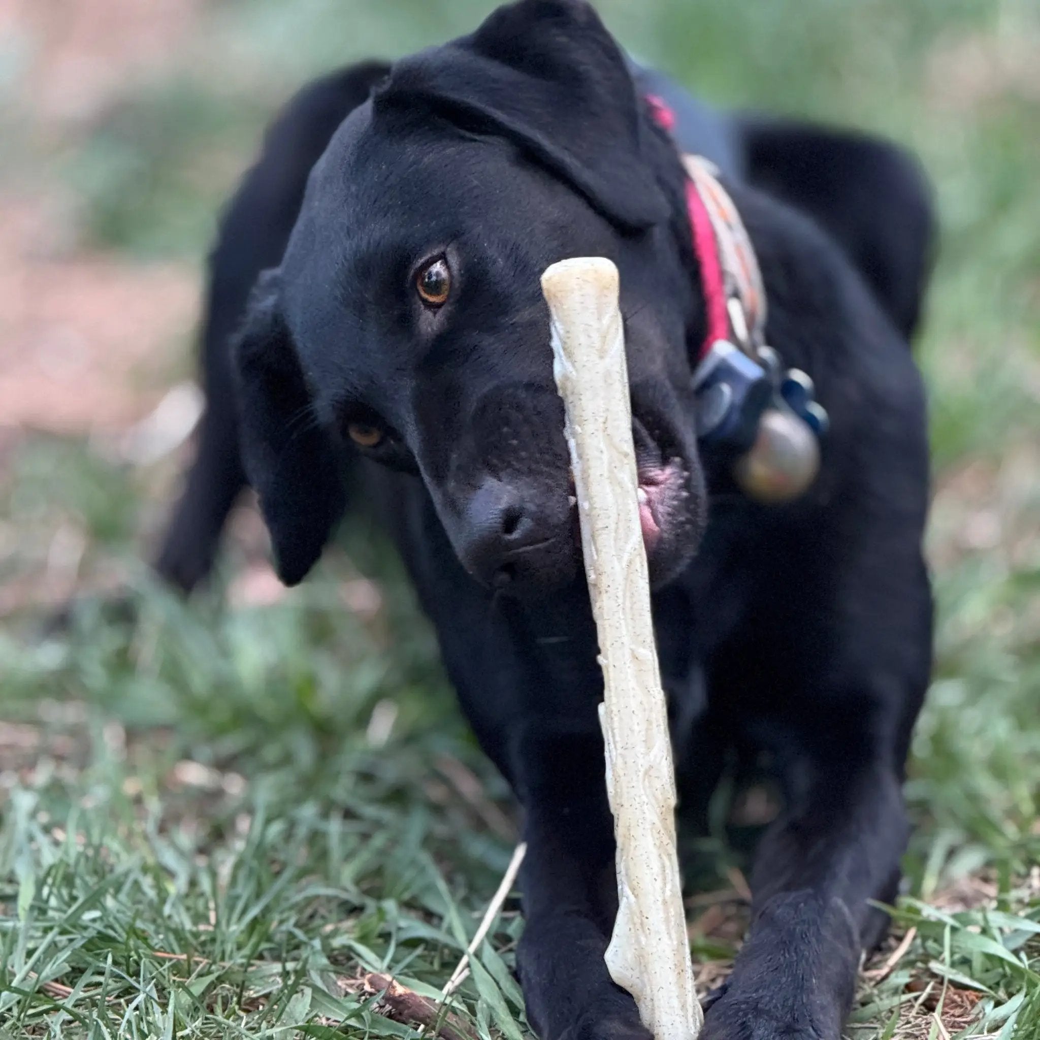 SodaPup Durable Nylon Chew Stick For Super Chewers Indestructible Dog Toy Non Toxic Made In Usa by SodaPup/True Dogs, LLC