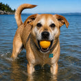 Carica l'immagine nel visualizzatore della galleria, Squeak Ball - Giocattolo per cani durevole con squeaker, galleggiante, da masticare | Prodotto negli USA
