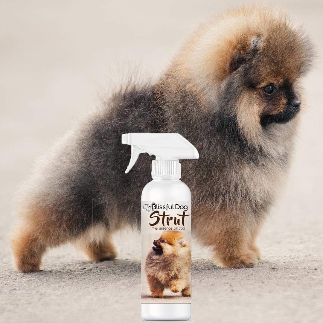 Strut Dog Cologne, view 4