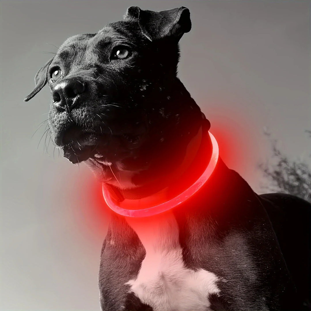 Dog wearing red LED collar