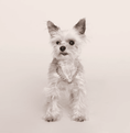 Cargar la imagen en la vista de la galería, Galaxy Pet Neon Glow Pet Necklace With Crystal Slider Charm For Dogs And Cats Stylish Collar Accessory by DIPHDA
