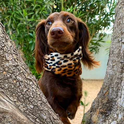Chelsea Matching Dog &amp; Owner Scarf