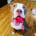 Bild in Galerie-Betrachter laden, USA-K9 Cherry Bomb Gummi-Hundekauspielzeug | K9-Hundeführer-Belohnungsspielzeug | Hergestellt in den USA
