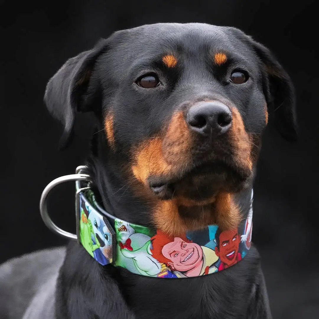 The “Ghostbuster” collar -LIMITED - Pet Collars & Harnesses from Bestia Dog Gear