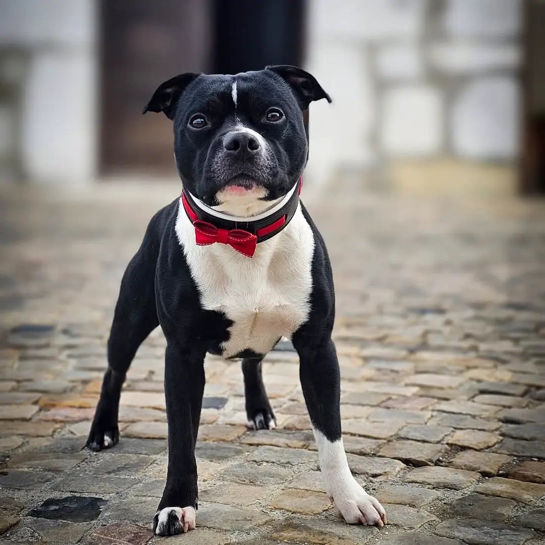The "Bowtie" collar black - Pet Collars & Harnesses from Bestia Dog Gear