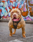Carica l'immagine nel visualizzatore della galleria, Bestia Dog Gear Iron Dog Harness Heavy Duty European Genuine Leather by Bestia Dog Gear
