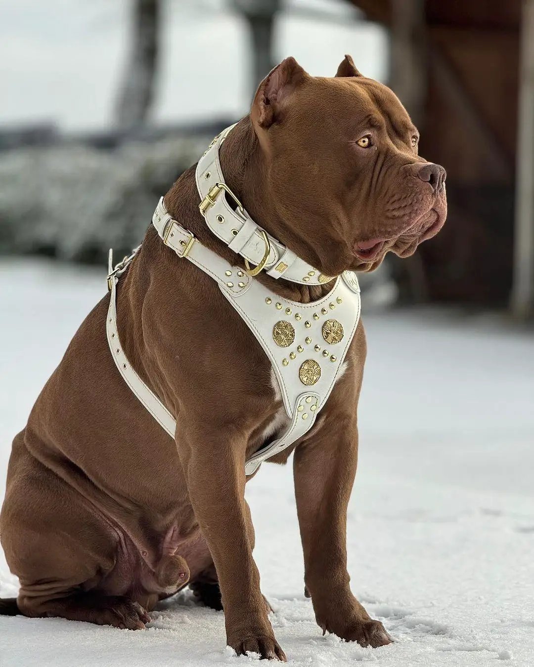 The "Maximus" collar 2.5 inch wide white & gold - Pet Collars & Harnesses from Bestia Dog Gear